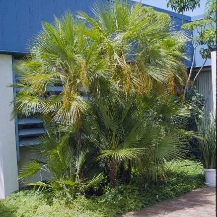 thumbnail for publication: Ornamental Palms for Central Florida